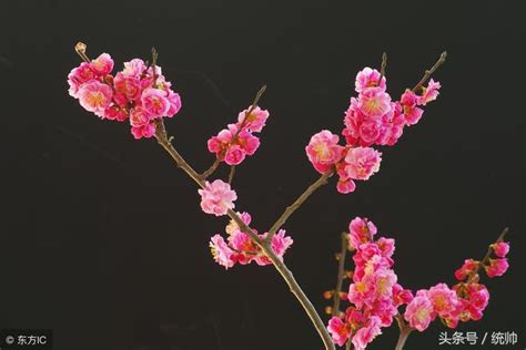 梅花風水|梅花風水10大妙用